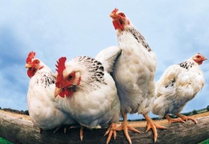 Bolhák csirkék, hogyan lehet megszabadulni a kezelés, kezelés, külleme