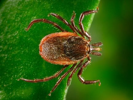 Lyme-kór vagy Lyme borreliosis, mi ez, a tünetek után kullancscsípés