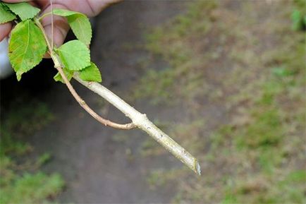 Budlei - aterizare și îngrijire pe teren deschis în primăvară pe urals, în suburbii, Siberia, iernare, video