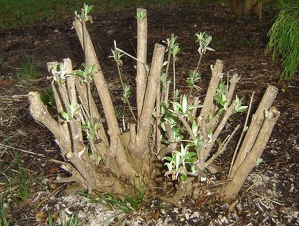 Budlei - aterizare și îngrijire pe teren deschis în primăvară pe urals, în suburbii, Siberia, iernare, video