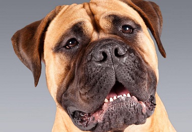 Descrierea rasei bullmastiff, îngrijire și sănătate, caracter și fotografie