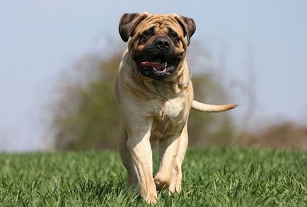 Descrierea rasei bullmastiff, îngrijire și sănătate, caracter și fotografie