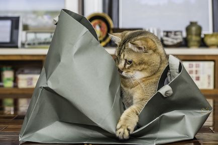 Burmilla fotó, fajta leírás, karakter, és az értékelés a tulajdonosok, az ár