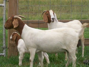Бурські кози - м'ясна порода, фото, опис, розведення