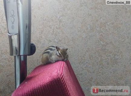 Chipmunk - 