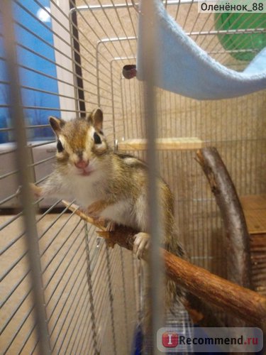 Chipmunk - 