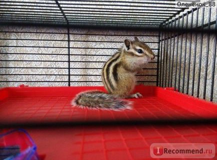 Chipmunk - 