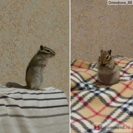 Chipmunk - 