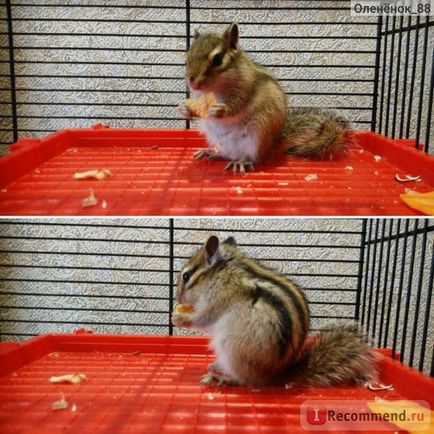 Chipmunk - 