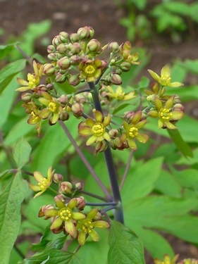 Caulophyllum (caulophyllum) - caulophyllum - centru homeopatic pentru ei