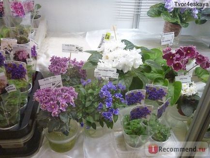 Centrul de violete pe vvts, Pavilionul 29 Floricultură și grădinărit, Moscova - 