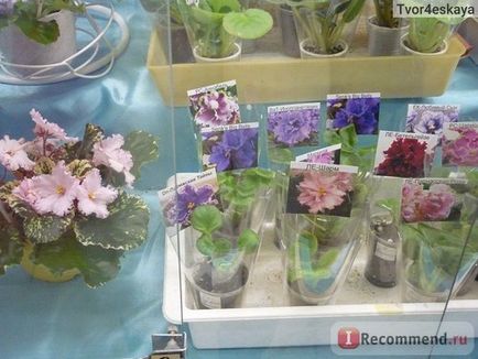 Centrul de violete pe vvts, Pavilionul 29 Floricultură și grădinărit, Moscova - 