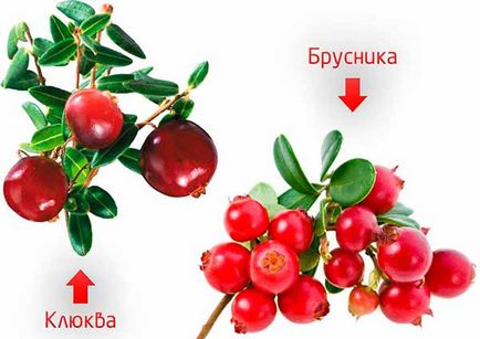 Чай з журавлини користь, шкода, рецепти приготування