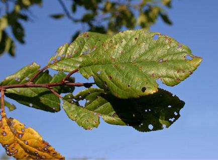 Ce pot fi vindecate bolile de pomi fructiferi - secretele de gradinari