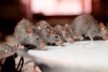 Чим небезпечні пацюки для здоров'я людей і тварин