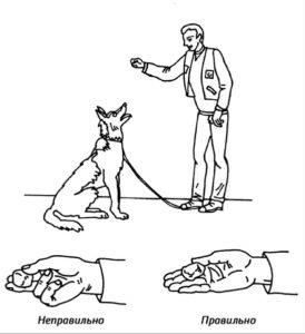 Чим заохочувати собаку при дресируванні