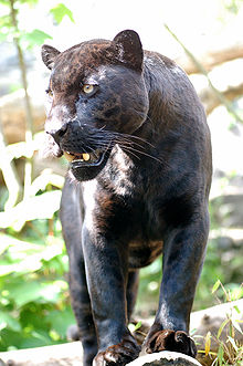 Pantherul Negru este
