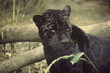 Pantherul Negru este