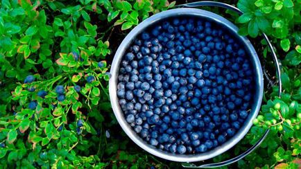 Blueberry slăbește sau întărește stomacul