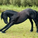 Cal negru - caracteristici și soiuri de costum negru, recomandări pentru îngrijirea unui cal negru