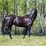 Чорний кінь - особливості та різновиди вороною масті, рекомендації по догляду за вороною конем
