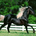 Fekete ló - jellemzői és a fajok bárányruhában, ajánlások egy fekete ló gondozás