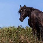 Чорний кінь - особливості та різновиди вороною масті, рекомендації по догляду за вороною конем