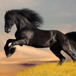 Cal negru - caracteristici și soiuri de costum negru, recomandări pentru îngrijirea unui cal negru