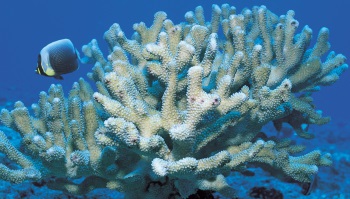 Ce este făcut din corali - știu totul!