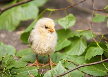 Chicks szüksége friss levegő!