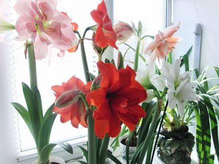 Flori pentru bucătărie viu decor și beneficii pentru sănătate - kuhnyagid - kuhnyagid