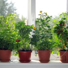 Flori pentru bucătărie viu decor și beneficii pentru sănătate - kuhnyagid - kuhnyagid