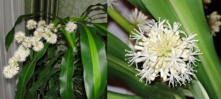 Dracaena floare acasă fotografie și de îngrijire, flori-blog