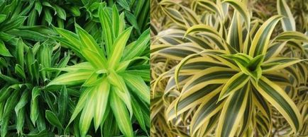 Dracaena floare acasă fotografie și de îngrijire, flori-blog