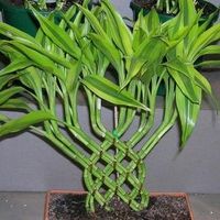 Dracaena floare acasă fotografie și de îngrijire, flori-blog