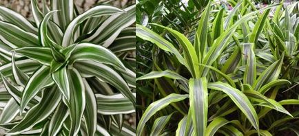 Dracaena floare acasă fotografie și de îngrijire, flori-blog