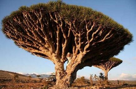 Dracaena floare acasă fotografie și de îngrijire, flori-blog