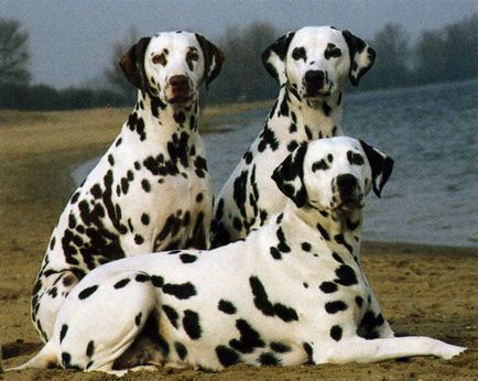 Dalmatian foto câine, cumpăra, video, preț