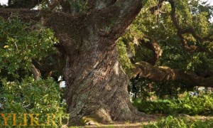 Дерево - медонос дуб і його медопродуктивность