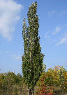 Copaci și arbusti (plante lemnoase) în regiunea Omsk
