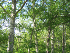 Fák és cserjék (fás növények) Omszk régióban