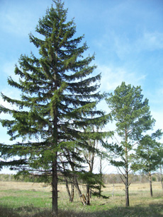 Fák és cserjék (fás növények) Omszk régióban
