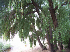 Дерева і чагарники (деревні рослини) омської області