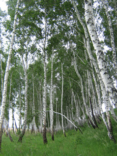 Дерева і чагарники (деревні рослини) омської області