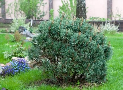 Дерева з кулястою кроною в ландшафтному дизайні саду на