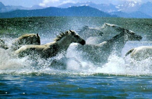 Descrierea cailor sălbatici, comportamentul și fotografiile, zoodom