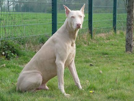 Doberman albino fotografie și descriere