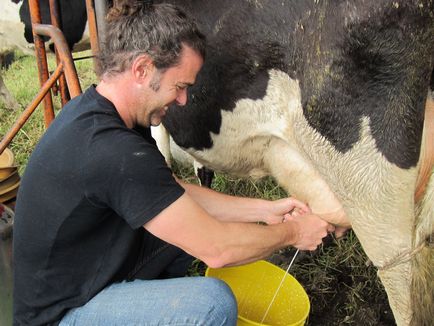 Доїння корів і догляд за ними