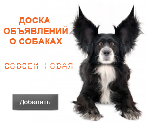 Документи для ввезення та вивезення домашніх тварин, світ собак