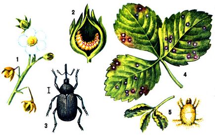 Weevil az eper ellenőrzési intézkedések, hogyan lehet megszabadulni